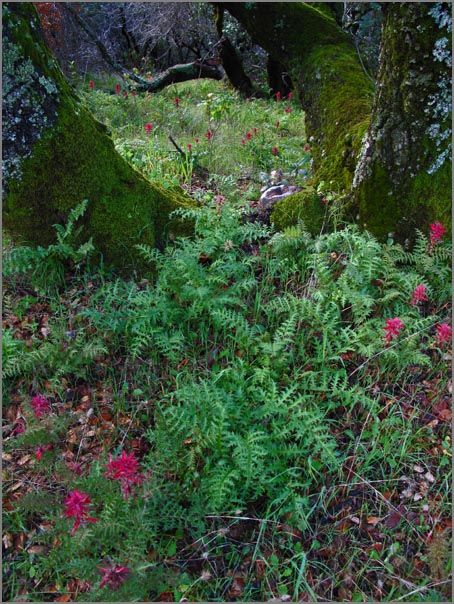 sm 100304.31 Rockville Pk.jpg - Indian Warrior decorates this oak woodland underbrush.